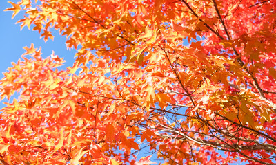 Red maple leaves background.