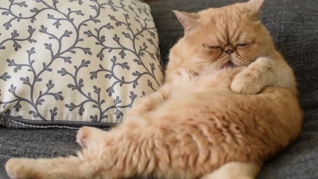 Ginger exotic shorthair cat licking and grooming himself on the coach. Funny cranky cat
