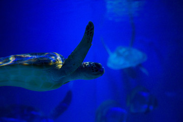 Nice big turtle in the dark nature fish sea ocean aquarium wild life ecology