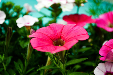 Close up flower.
