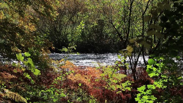 Autumn flowing river leaves colorful nice day video background