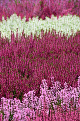 Heidekraut - winterharte Herbstblumen - Friedhofsbepflanzung