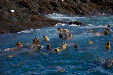 Lobo marino de dos pelos u Oso marino sudamericano (Arctocephalus australis),Puerto Deseado,Patagonia, Argentina. South American Fur Seal.