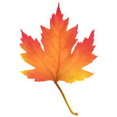 Realistic maple leaf isolated on white background