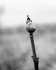 Fototapeta premium black and white image of a snail on top of a stick