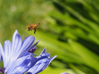 Naklejka premium Appealing bee on flower