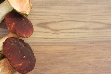 champignons comestibles