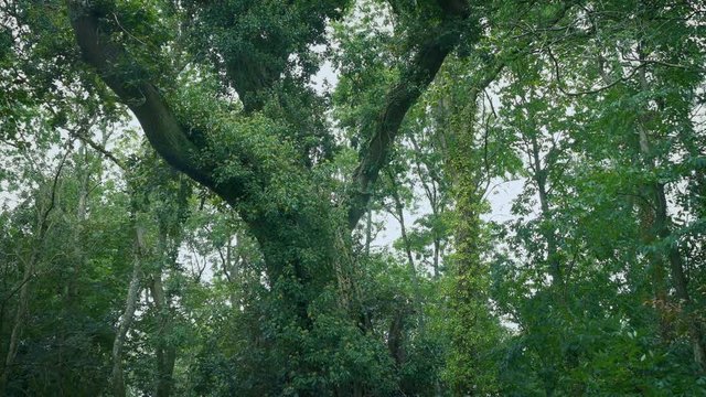 Big Overgrown Tree In The Forest
