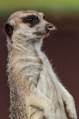 a meerkat watching over its enclosure from a rock