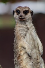a meerkat watching over its enclosure from a rock