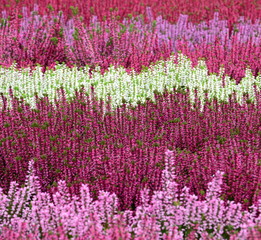 Heidekraut - Erika - Herbstblumen - Friedhofsbepflanzung