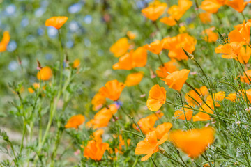 A field of California Poppies