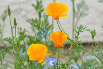 Three California Poppies