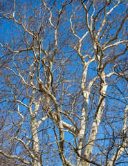 branches of a tree against blue sky