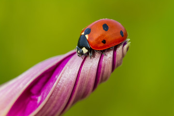 ladybug on an purple flower