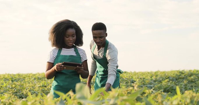 African American young man and woman in aprons working in the green soy field and watching video or photos on the tablet computer to check if soy is already mature.