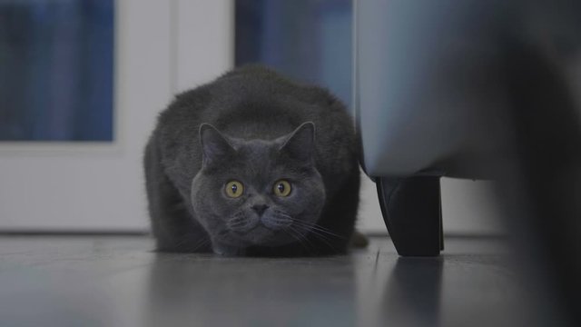 Cat hunt. Cat moving stealthily to attack trying to cought camera.  Domestic cat get ready to attack. Cat with big eyes peeps out the sofa.