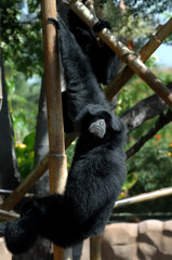 Aggressive Glare from Howler