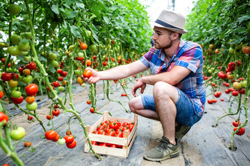 A young man picks tomatoes in his greenhouse