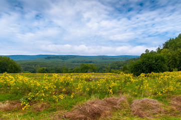 Colorful field scene