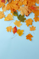 Thanksgiving composition of dry autumn leaves and pumpkins on a blue background.