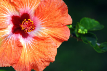 Apricot Hibiscus