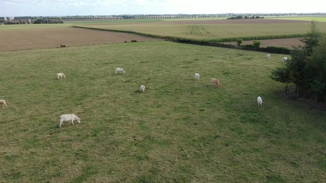 survol d'un troupeau de vaches