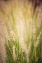 Fototapeta premium Grass flower clsoe up. vintage filter