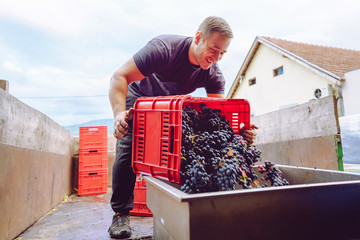 Young farmer at the winery unload the truck or tractor trailer with plastic boxes grape fruit containers to the squeeze machine in wine making process after the harvest