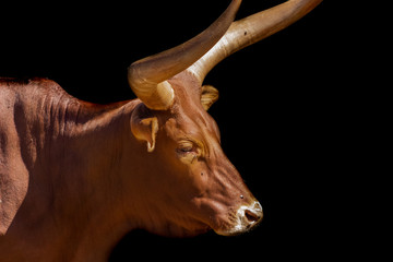 a watusi enjoying in its enclosure