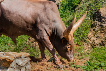 a watusi enjoying in its enclosure