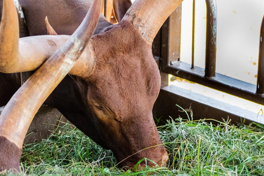 a watusi enjoying in its enclosure