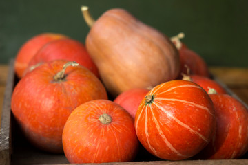 A lot of red ripe pumpkins on a old wooden green background close up, holiday halloween. Pile of ripe pumpkins. Harvest autumn wallpaper