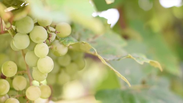 Selective focus on bunches of ripe white wine grapes on vine moving in the wind. Close-up image of fresh grapes hanging on vine. Blurred background. Copy space.