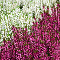 Heidekraut - Erika - Herbstblumen - Friedhofsbepflanzung