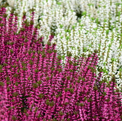 Heidekraut - winterharte Herbstblumen - Friedhofsbepflanzung