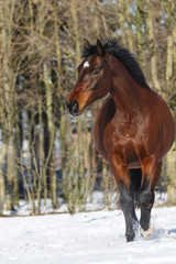 Braunes Pferd galoppiert im Schnee