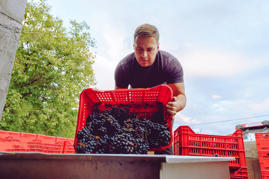Young farmer at the winery unload the truck or tractor trailer with plastic boxes grape fruit containers to the squeeze machine in wine making process after the harvest
