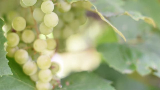 Zoom in bunches of ripe white wine grapes on vine moving in the wind. Close-up image of fresh grapes hanging on vine. Blurred background. Negative space. Wine advertising.