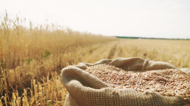 Natural grains of wheat in a bag. Ingredients for baking homemade bread. Harvesting cereals. Agricultural, price change and export concept.