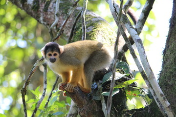 Squirrel Monkey 