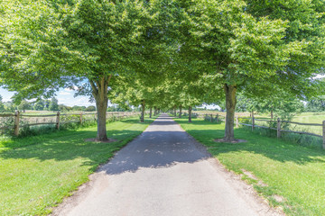 A lovely tree lined English road