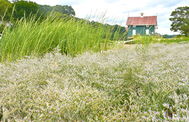 A beautiful seaside landsape of sea lavendar and marsh grass with the quaint victorian Gamecock cottage in the distance. Stony Brook, New York, USA.