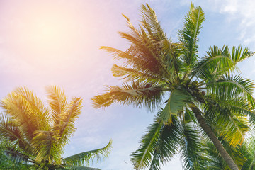 Coconut tree on blue sky. vintage filter