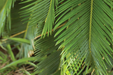Leaf palm tree. Nature background.