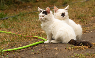 Naklejka na ściany i meble Two white young cats, one sleeps one with open eyes