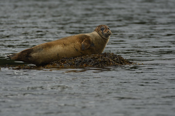 Harbour Seal (Phoca vitulina), Glengarriff, Ireland