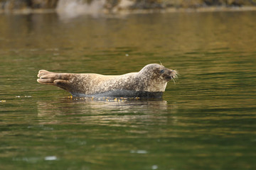 Obraz premium Harbour Seal (Phoca vitulina), Glengarriff, Ireland