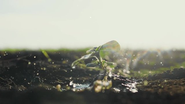 Agriculture eco farming. World soil day concept: drops of water fall on a plant sprout plant with green petals in the ground field soil sways in the wind. watering a plant slow motion green leaves