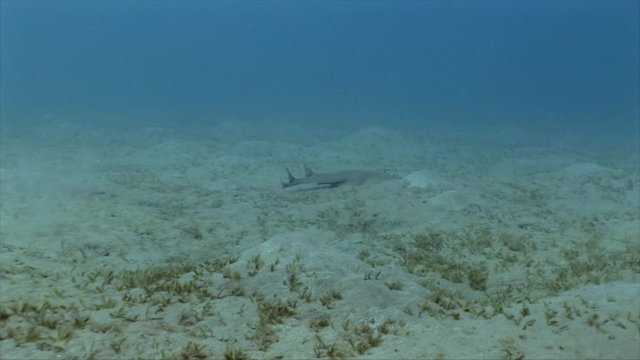 Seascape of coral reef in the Red Sea with Guitarfish